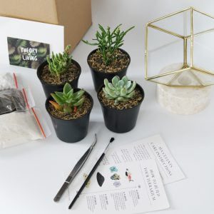 DIY KIT - Small Cube Terrarium