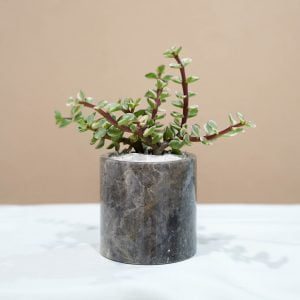 Small Marble Pot (5 Colors)