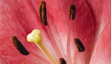 Flowers, Meanings and Placements