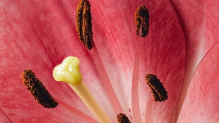 Flowers, Meanings and Placements